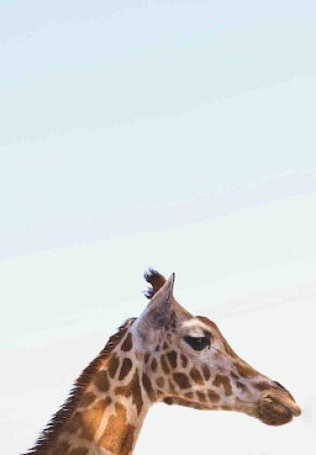Ein Giraffe