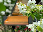 Apfelblüte und im Hintergrund ein Cembalo