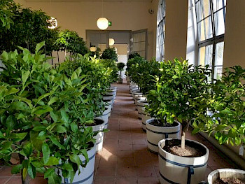 Grüne Pflanzen wurden ordentlich in den Reihen aufgestellt.