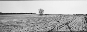 Schwarz-weiße Bild von einem Feld in Uckermark