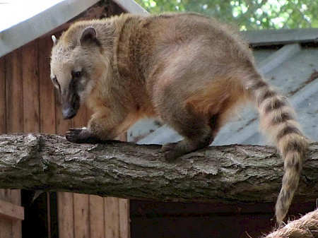 Tierpark Perleberg - Nasenbär