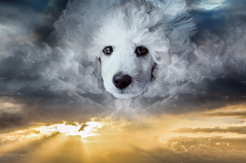 Ein Hundwolke auf dem Himmel