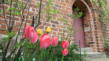 Tulpen vor einer Kirche