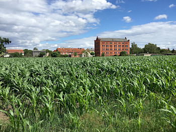 Historische Tabakfabrik mit Maisfeld