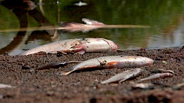 Die Fische sterben am Fluss